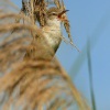 Rakosnik velky - Acrocephalus arundinaceus - Great Reed-Warbler 5318